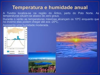 A Tundra localiza-se na região do Ártico, perto do Polo Norte. As
temperaturas situam-se abaixo de zero graus.
Durante o verão as temperaturas máximas alcançam os 10ºC enquanto que
no inverno elas podem chegar até aos -20ºC.
Apresenta uma humidade moderada.
www.todamateria.com.br
bionoensinomedio.blogspot.com
www.google.ptermopluviometrico
 