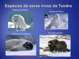 https://www.google.pt/search?q=animais+do+ártico
Raposa-do-Ártico
Coruja-do-Ártico
Boi AlmiscaradoFoca da Gronelândia
 