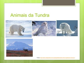 Animais da Tundra
Fonte: http://www.colegioweb.com.br/geografia/tundra-clima-vegetacao-e-fauna.h
 
