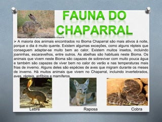  A maioria dos animais encontrados no Bioma Chaparral são mais ativos à noite,
porque o dia é muito quente. Existem algumas exceções, como alguns répteis que
conseguem adaptar-se muito bem ao calor. Existem muitos insetos, incluindo
joaninhas, escaravelhos, entre outros. As abelhas são habituais neste Bioma. Os
animais que vivem neste Bioma são capazes de sobreviver com muito pouca água
e também são capazes de viver bem no calor do verão e nas temperaturas mais
frias de inverno. Alguns deles são espécies de aves que migram durante os meses
de inverno. Há muitos animais que vivem no Chaparral, incluindo invertebrados,
aves, répteis, anfíbios e mamíferos.
Lebre Raposa Cobra
https://www.google.pt/?gws_rd=ssl#q=clima+do+chaparral
 