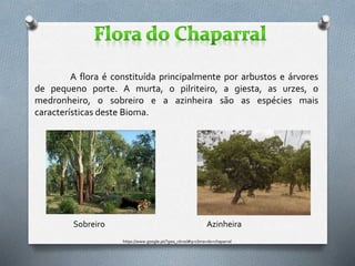 A flora é constituída principalmente por arbustos e árvores
de pequeno porte. A murta, o pilriteiro, a giesta, as urzes, o
medronheiro, o sobreiro e a azinheira são as espécies mais
características deste Bioma.
Sobreiro Azinheira
https://www.google.pt/?gws_rd=ssl#q=clima+do+chaparral
 