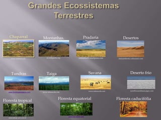 Chaparral Montanhas. Pradaria
celminha30.wordpress.com
Desertos
Tundras Taiga Deserto frio
Floresta tropical
Savana
Floresta equatorial Floresta caducifólia
www.tarleton.edu
www.fundospaisagens.com
www.bio.miami.edu
en.wikipedia.org
symifloraandfauna.jigsy.com
meioambiente.culturamix.com
cienciahoje.uol.com.br
www.infoescola.com
www.infoescola.com
 