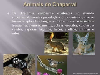  Os diferentes chaparrais existentes no mundo
suportam diferentes populações de organismos, que se
foram adaptando a longos períodos de seca e incêndios
frequentes, nomeadamente, cobras, esquilos, coiotes , o
veados, raposas, lagartos, linces, coelhos, aranhas e
ratos.
http://chaparral123.weebly.com/animal-life.html
 
