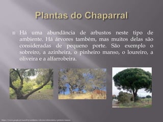  Há uma abundância de arbustos neste tipo de
ambiente. Há árvores também, mas muitos delas são
consideradas de pequeno porte. São exemplo o
sobreiro, a azinheira, o pinheiro manso, o loureiro, a
oliveira e a alfarrobeira.
https://www.google.pt/search?q=azinheira,+oliveira+alfarrobeira,+pinheiro+manso
 