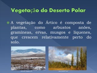  A vegetação do Ártico é composta de
plantas, como arbustos anões,
gramíneas, ervas, musgos e líquenes,
que crescem relativamente perto do
solo.
biolovida1.blogspot.com www.brasil247.com
 