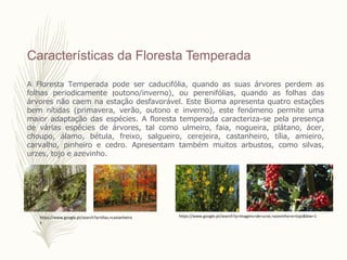 Características da Floresta Temperada
A Floresta Temperada pode ser caducifólia, quando as suas árvores perdem as
folhas periodicamente (outono/inverno), ou perenifólias, quando as folhas das
árvores não caem na estação desfavorável. Este Bioma apresenta quatro estações
bem nítidas (primavera, verão, outono e inverno), este fenómeno permite uma
maior adaptação das espécies. A floresta temperada caracteriza-se pela presença
de várias espécies de árvores, tal como ulmeiro, faia, nogueira, plátano, ácer,
choupo, álamo, bétula, freixo, salgueiro, cerejeira, castanheiro, tília, amieiro,
carvalho, pinheiro e cedro. Apresentam também muitos arbustos, como silvas,
urzes, tojo e azevinho.
https://www.google.pt/search?q=tilias,+castanheiro
s
https://www.google.pt/search?q=imagens+de+urze,+azevinho+e+tojo&biw=1
 