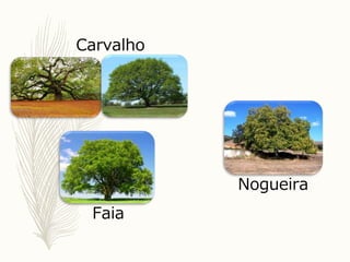 Carvalho
Nogueira
Faia
 