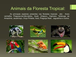 Animais da Floresta Tropical:
As principais espécies presentes nas florestas tropicais são: Arara
vermelha, Preguiça-de-três-dedos, Quati, Uirapuru, Capivara, Tartaruga da
Amazónia, Jacaré-açú, Onça Pintada, Irará, Preguiça Real, Jaguatirica e outros.
www.todamateria.com.br
www.rotasdovento.pt
detudoumpoucoapouco.blogspot.com
orionneto.wordpress.comorionneto.wordpress.com
meioambiente.culturamix.com
 