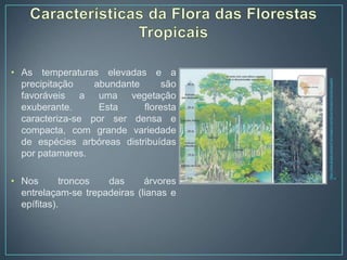 • As temperaturas elevadas e a
precipitação abundante são
favoráveis a uma vegetação
exuberante. Esta floresta
caracteriza-se por ser densa e
compacta, com grande variedade
de espécies arbóreas distribuídas
por patamares.
• Nos troncos das árvores
entrelaçam-se trepadeiras (lianas e
epífitas).
https://www.google.pt/search?q=imagens+da+fauna+floresta+tropical+equatori
a
l
 