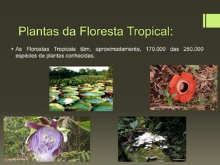 Plantas da Floresta Tropical:
 As Florestas Tropicais têm, aproximadamente, 170.000 das 250.000
espécies de plantas conhecidas.
bomjardimnoticia.com www.trilhaseaventuras.com.br
noticias.uol.com.br
 