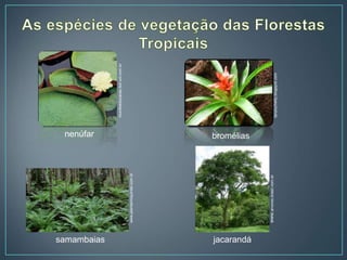 nenúfar
mundoeducacao.bol.uol.com.br
bromélias
tanyluchetty.blogspot.com
samambaias
www.plantarnoquintal.com.br
jacarandá
www.arvores.brasil.nom.br
 