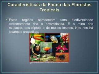 • Estas regiões apresentam uma biodiversidade
extremamente rica e diversificada. É o reino dos
macacos, dos répteis e de muitos insetos. Nos rios há
jacarés e crocodilos.
https://www.google.pt/search?q=imagens+da+fauna+floresta+tropical+equator
ial
 