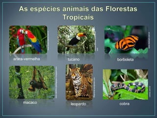 arara-vermelha
meioambiente.culturamix.
com
tucano
www.todamateria.com.br
borboleta
www.dwbrazil.com.br
macaco
zoo-centro-pedagogico.blogspot.com
leopardo
lifeanimal.wordpress.com
cobra
cobras.com.br
 