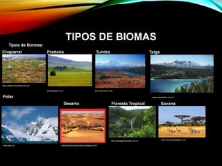 TIPOS DE BIOMAS
Tipos de Biomas:
Chaparral Pradaria Tundra Taiga
www.californiacchaparral.com
portuguese.cri.cn www.bio.miami.edu
Polar www.estudokids.com.br
Deserto Floresta Tropical Savana
www.esa.int edificandoocorpoemente.blogspot.com
www.paisagismobrasil.com.br www.fundospaisagens.com
 