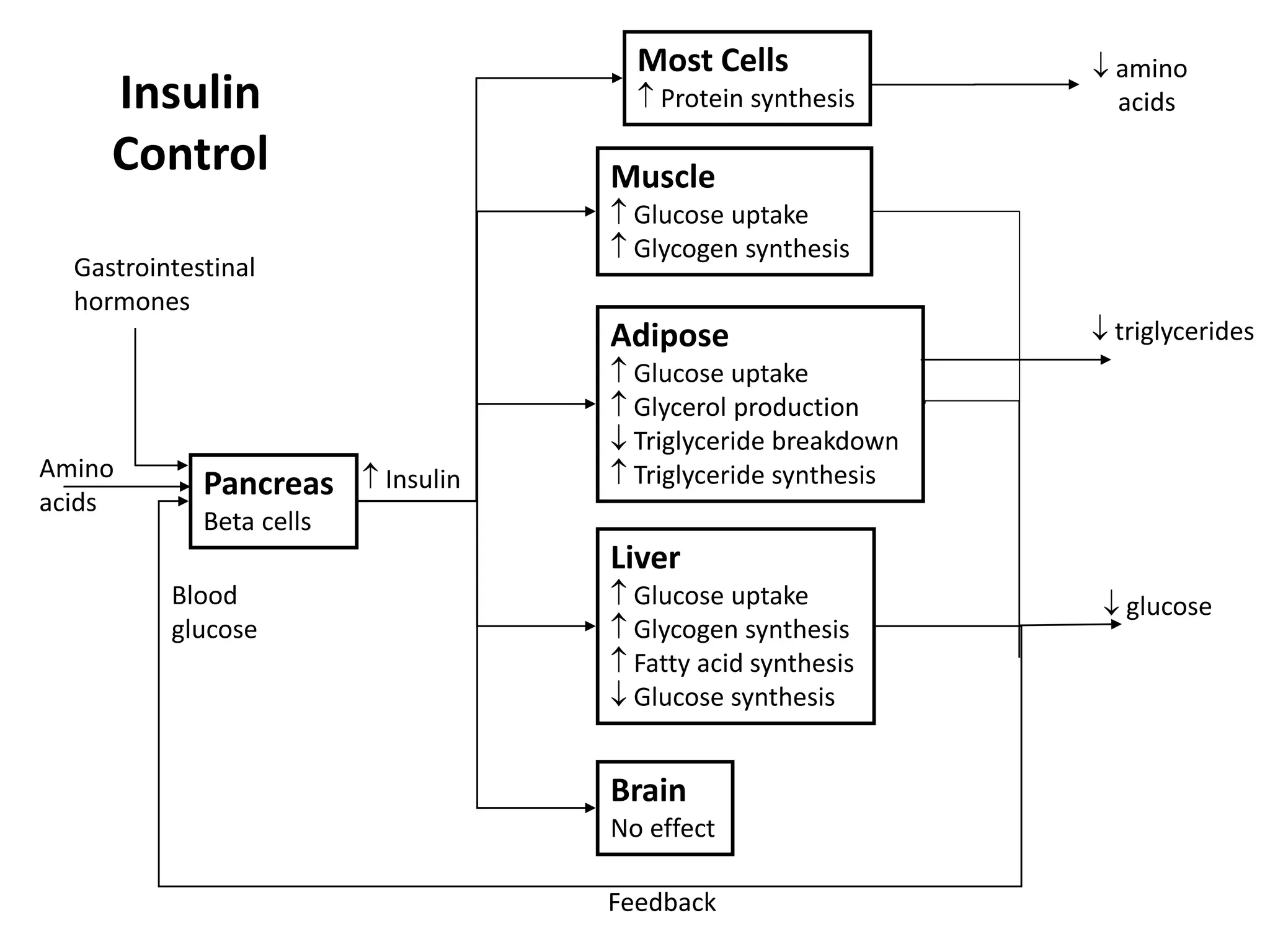 regulation-of-blood-glucose-ppt-free-download