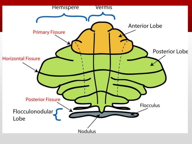 Ataxic disorders | PPTX | Brain and Nervous System Disorders | Diseases ...