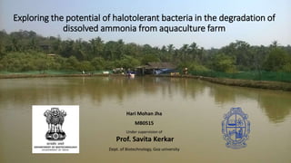 Exploring the potential of halotolerant bacteria in the degradation of
dissolved ammonia from aquaculture farm
Hari Mohan Jha
MB0515
Under supervision of
Prof. Savita Kerkar
Dept. of Biotechnology, Goa university
 