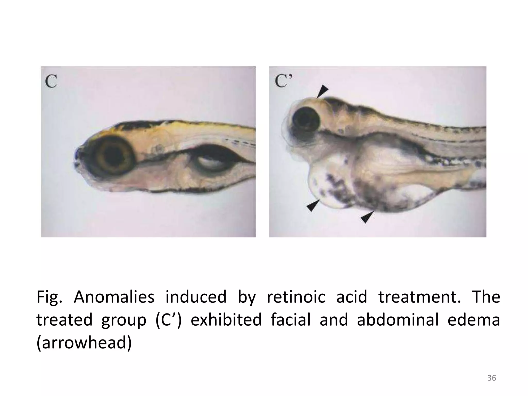 Fig. Anomalies induced by retinoic acid treatment. The
treated group (C’) exhibited facial and abdominal edema
(arrowhead)
36
 