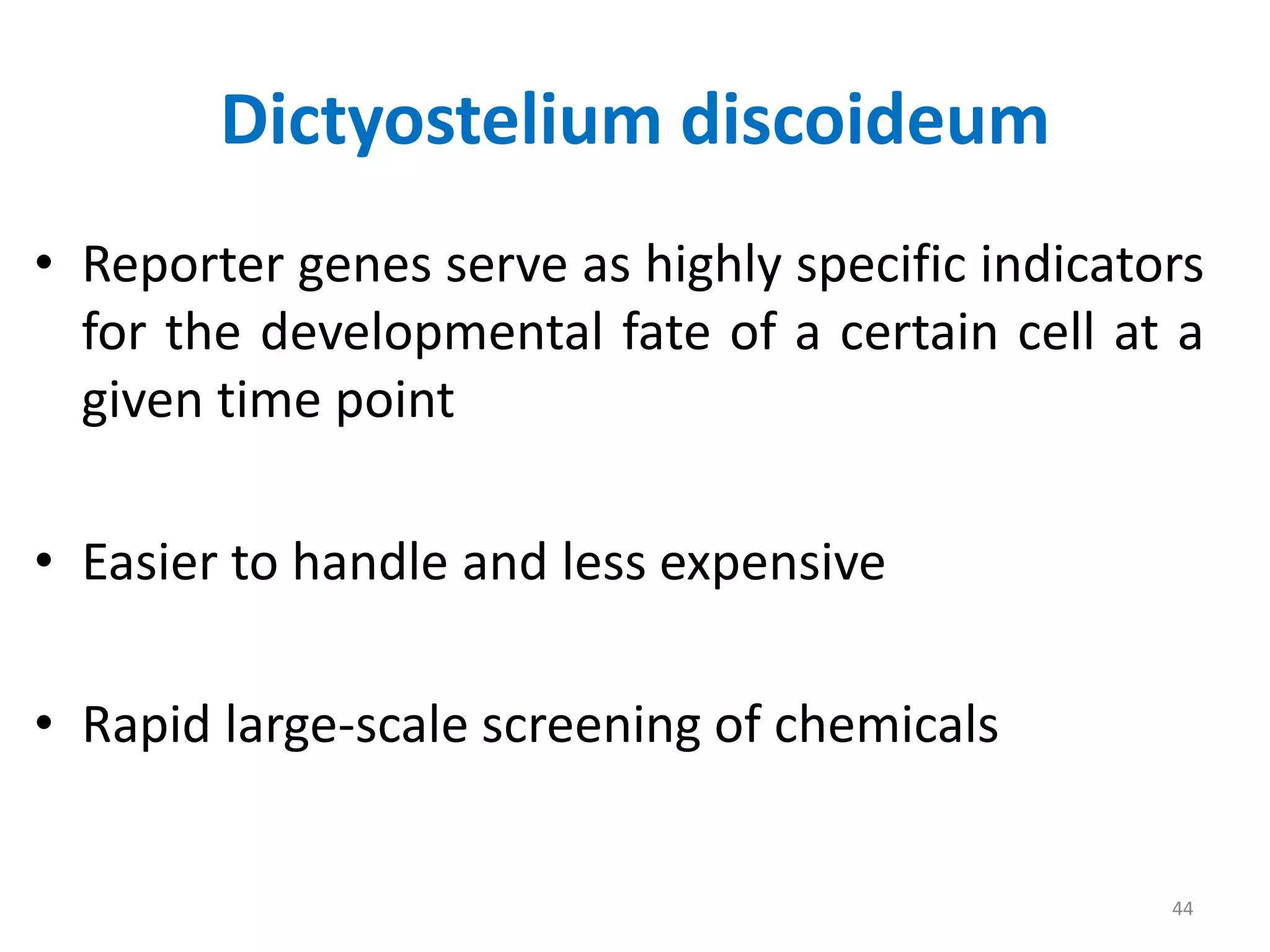 Dictyostelium discoideum
• Reporter genes serve as highly specific indicators
for the developmental fate of a certain cell at a
given time point
• Easier to handle and less expensive
• Rapid large-scale screening of chemicals
44
 