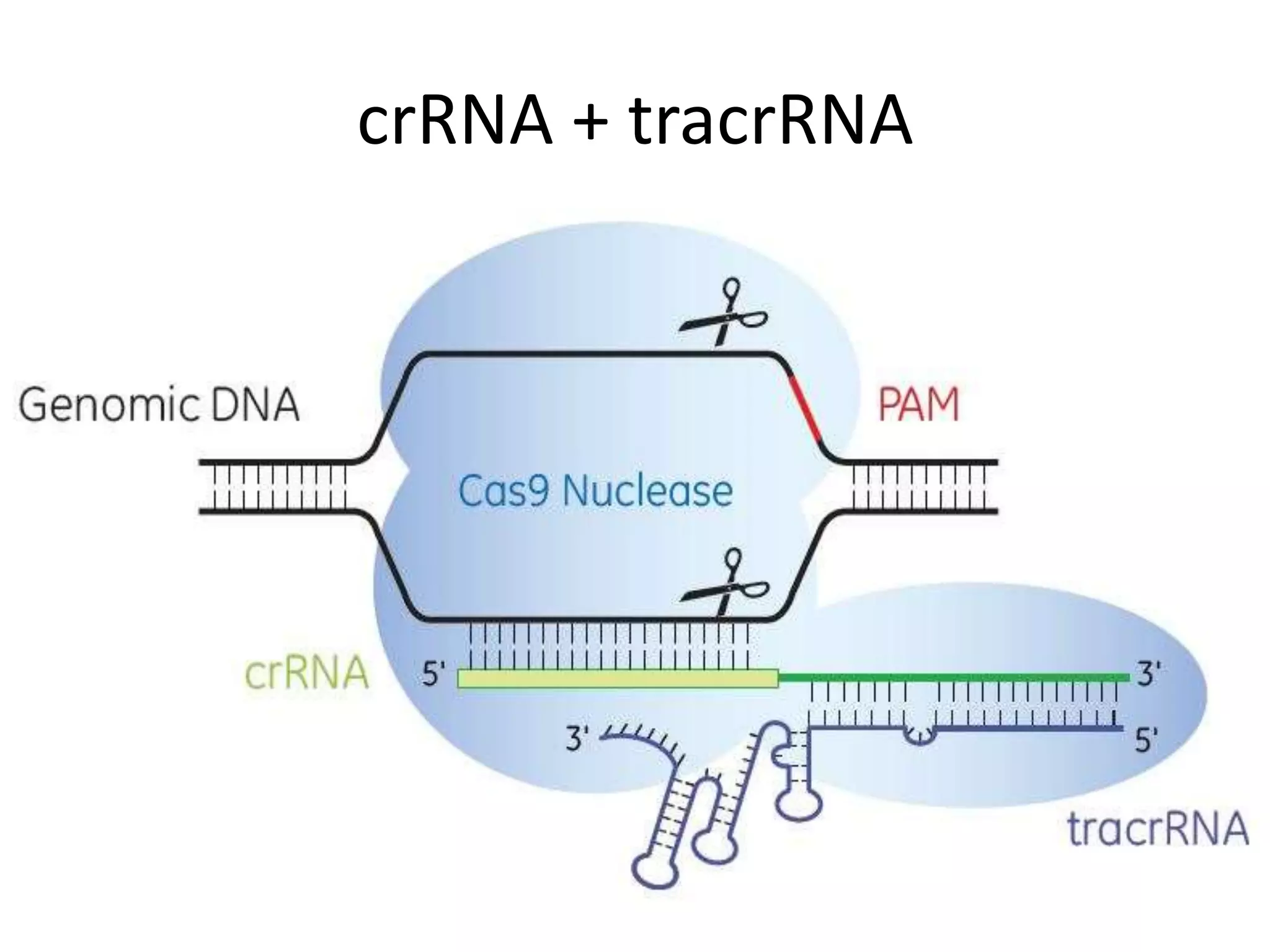 crRNA + tracrRNA
 