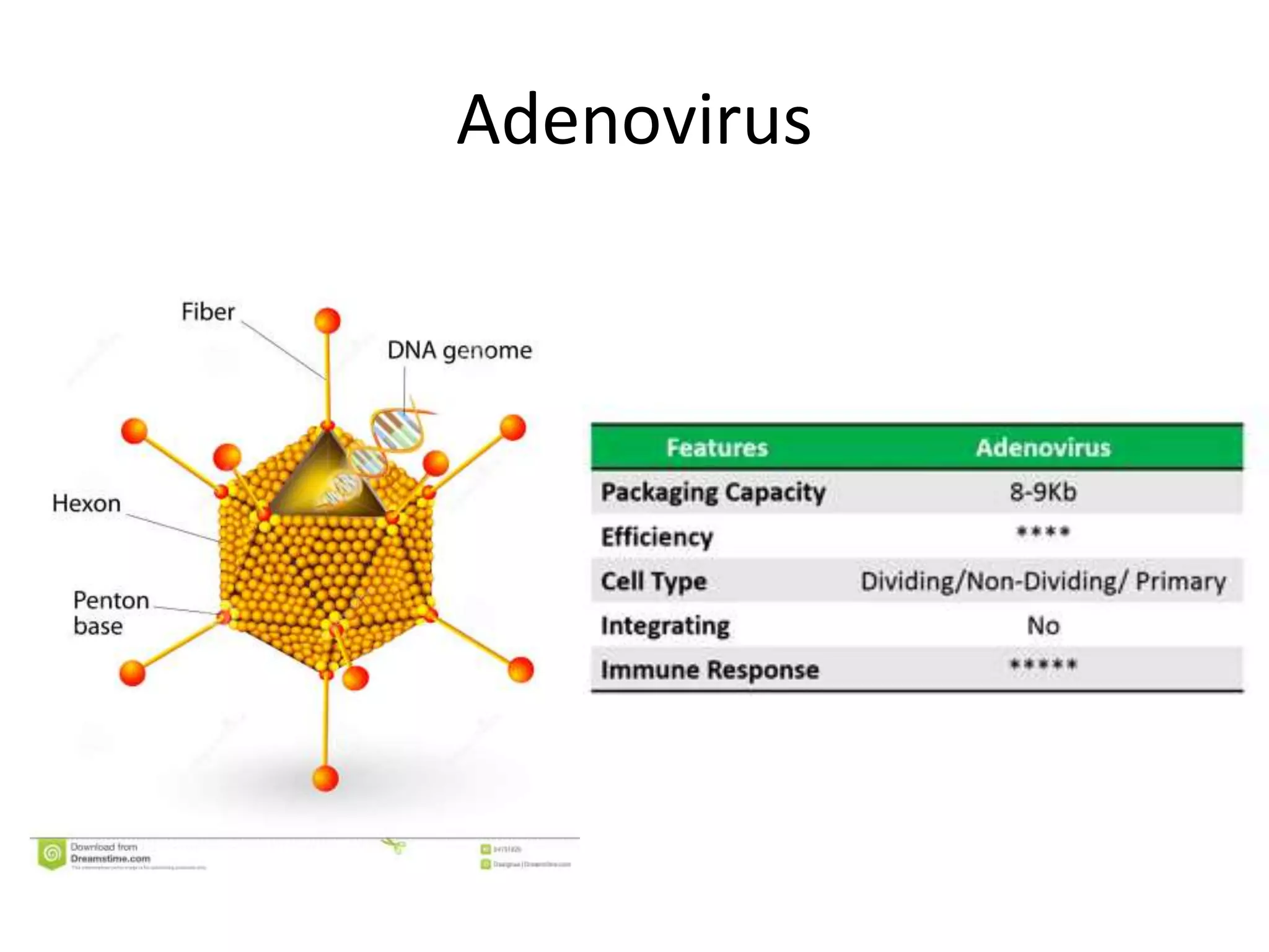 Adenovirus
 