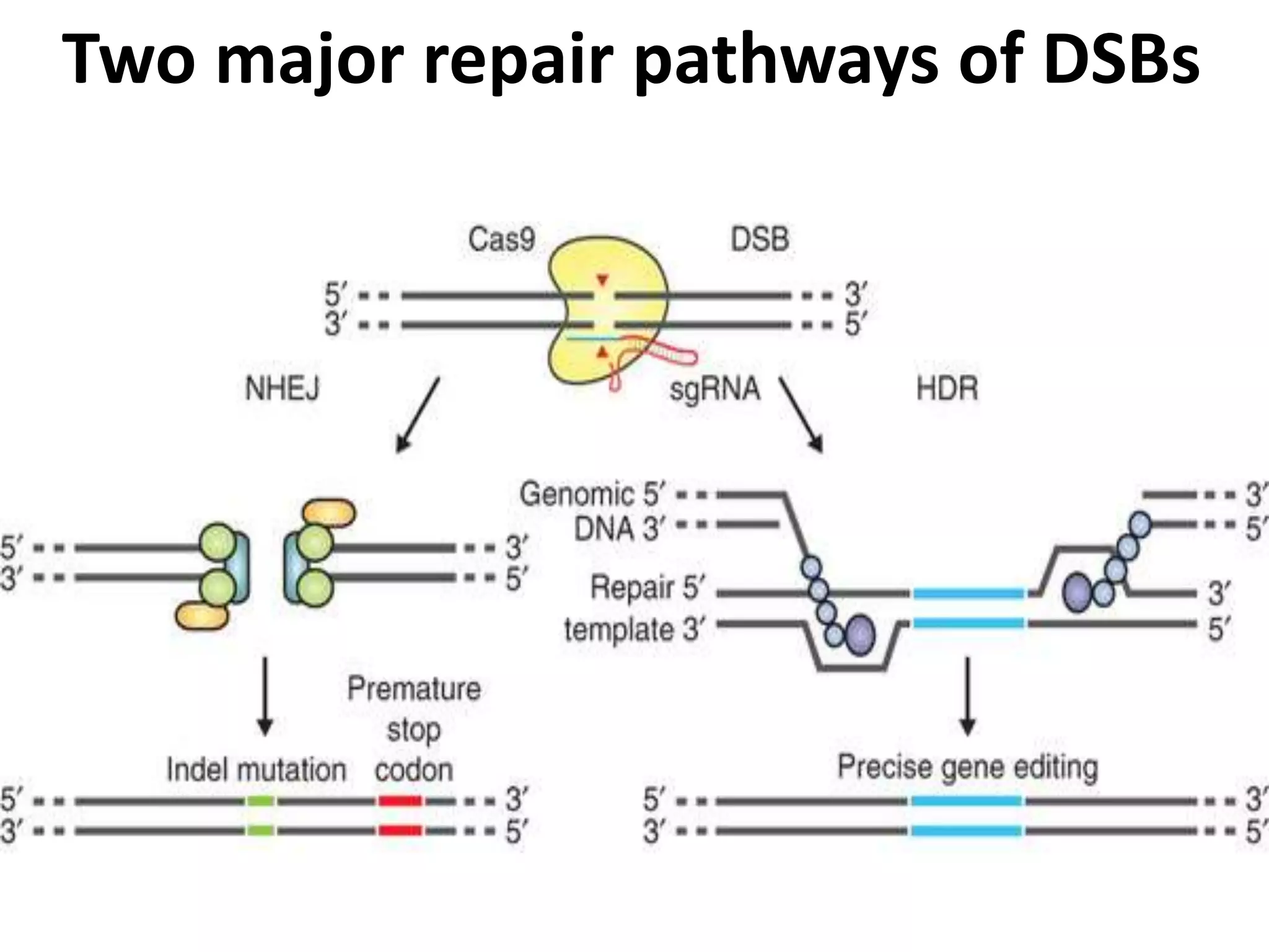 Two major repair pathways of DSBs
 