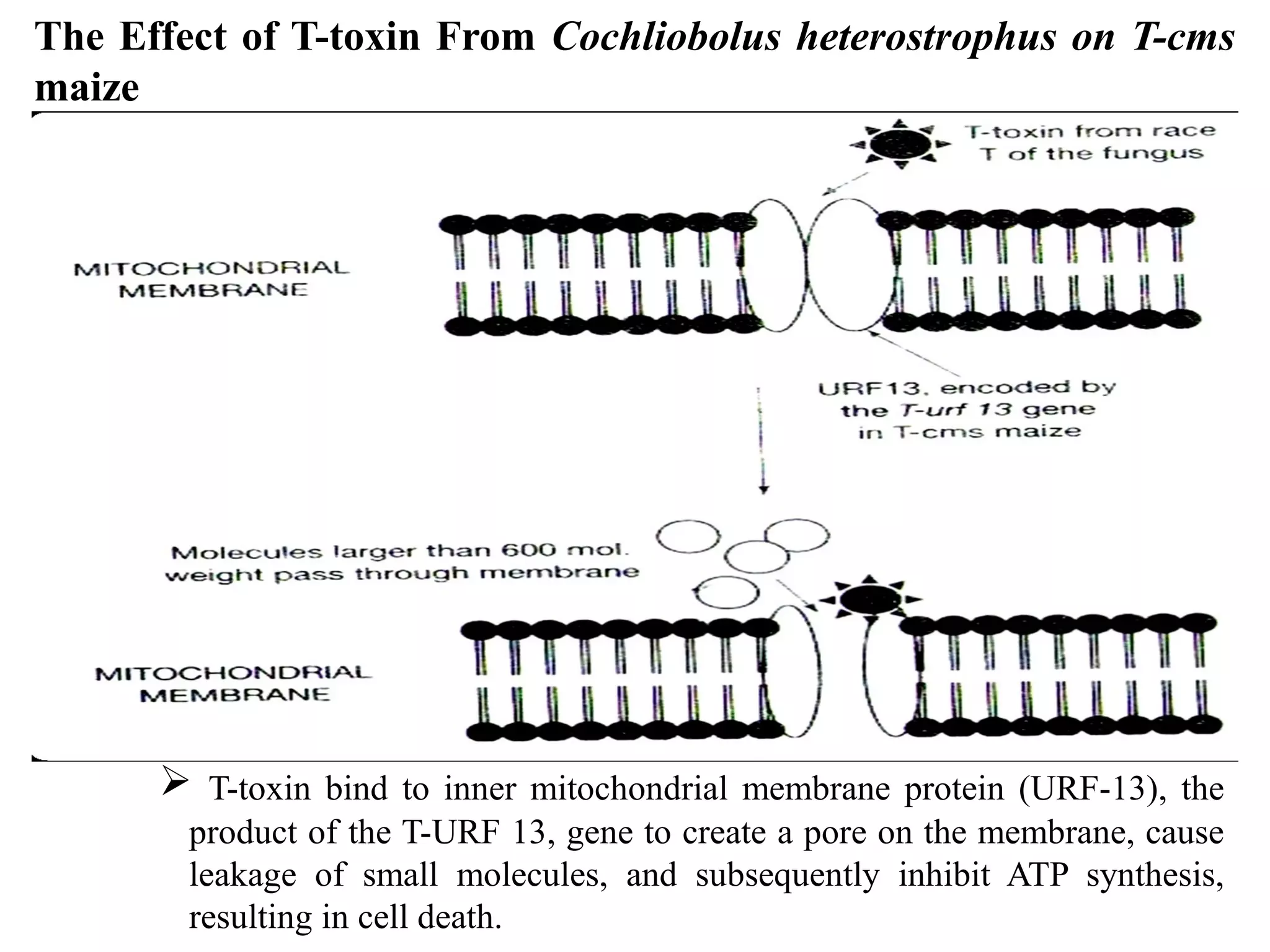 role-of-toxins-in-plant-pathogenesis-ppt