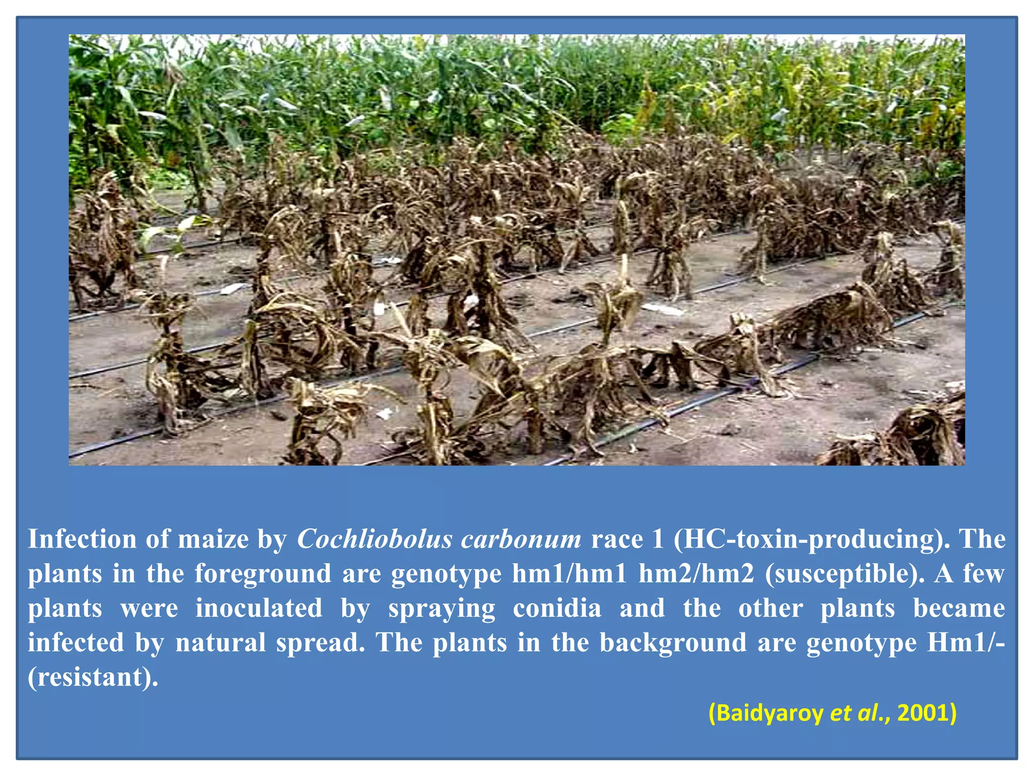 Role Of Toxins In Plant Pathogenesis PPT