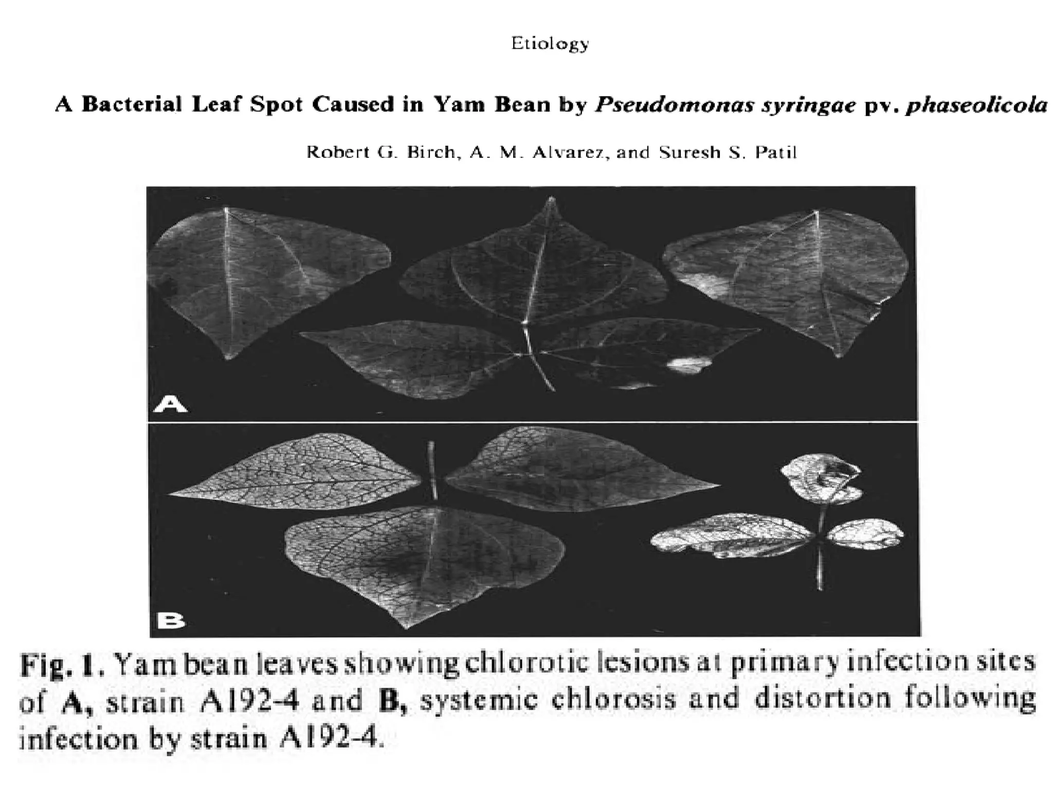 Role Of Toxins In Plant Pathogenesis PPT