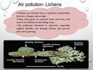 Air pollution- Lichens
Lichens are formed from a symbiotic relationship
between a fungus and an alga.
They often grow on exposed rocks and trees, and
need to be efficient at absorbing water.
Air pollutants dissolved in rainwater, especially
sulphur dioxide, can damage lichens and prevent
them from growing.
 