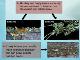  Shrubby and bushy lichens are usually
the most sensitive to pollution and are
often absent from polluted areas.
 Crusty lichens are usually
more tolerant of pollution
and can grow in more
polluted areas.
 