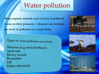 Water pollution
Many aquatic animals can’t survive in polluted
water, so their presence / absence can indicate
the level of pollution in a water body.
 