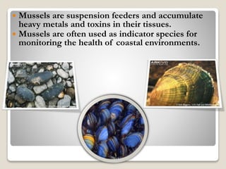  Mussels are suspension feeders and accumulate
heavy metals and toxins in their tissues.
 Mussels are often used as indicator species for
monitoring the health of coastal environments.
 