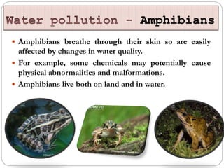 Amphibians
 Amphibians breathe through their skin so are easily
affected by changes in water quality.
 For example, some chemicals may potentially cause
physical abnormalities and malformations.
 Amphibians live both on land and in water.
 