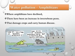 Where amphibians have declined,
There have been an increase in invertebrate pests.
That damage crops and carry human disease.
Water pollution - Amphibians
 