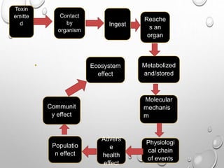 Toxin
emitte
d
Contact
by
organism
Ingest
Reache
s an
organ
Metabolized
and/stored
Molecular
mechanis
m
Physiologi
cal chain
of events
Advers
e
health
effect
Populatio
n effect
Communit
y effect
Ecosystem
effect
 