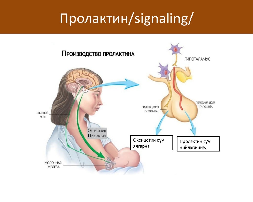 сэрэмтгий эсийн физиологи