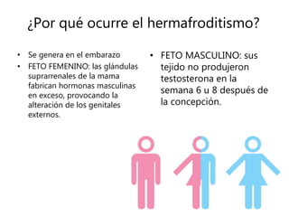 Genética en los Hermafroditas | PPTX