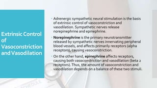 ExtrinsicControl
of
Vasoconstriction
andVasodilation
 Adrenergic sympathetic neural stimulation is the basis
of extrinsic control of vasoconstriction and
vasodilation. Sympathetic nerves release
norepinephrine and epinephrine.
 Norepinephrine is the primary neurotransmitter
released by sympathetic nerves innervating peripheral
blood vessels, and affects primarily receptors (alpha
receptors), causing vasoconstriction.
 On the other hand, epinephrine affects receptors,
causing both vasoconstriction and vasodilation (beta 2
receptors).Thus, the amount of vasoconstriction and
vasodilation depends on a balance of these two stimuli.
 