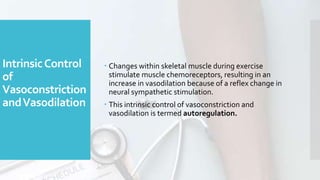 IntrinsicControl
of
Vasoconstriction
andVasodilation
 Changes within skeletal muscle during exercise
stimulate muscle chemoreceptors, resulting in an
increase in vasodilation because of a reflex change in
neural sympathetic stimulation.
 This intrinsic control of vasoconstriction and
vasodilation is termed autoregulation.
 