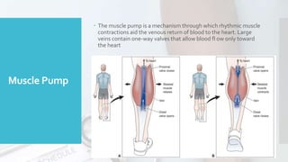 Muscle Pump
 The muscle pump is a mechanism through which rhythmic muscle
contractions aid the venous return of blood to the heart. Large
veins contain one-way valves that allow blood fl ow only toward
the heart
 