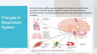 Changes in
Respiration
System
During exercise, capillary gas exchange at the alveoli and muscle tissue
increases to meet the greater needs for oxygen delivery and carbon
dioxide removal.To increase capillary gas exchange, pulmonary ventilation
increases
 