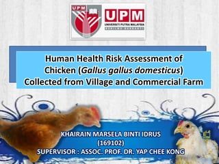 Human Health Risk Assessment of
Chicken (Gallus gallus domesticus)
Collected from Village and Commercial Farm
KHAIRAIN MARSELA BINTI IDRUS
(169102)
SUPERVISOR : ASSOC. PROF. DR. YAP CHEE KONG
 