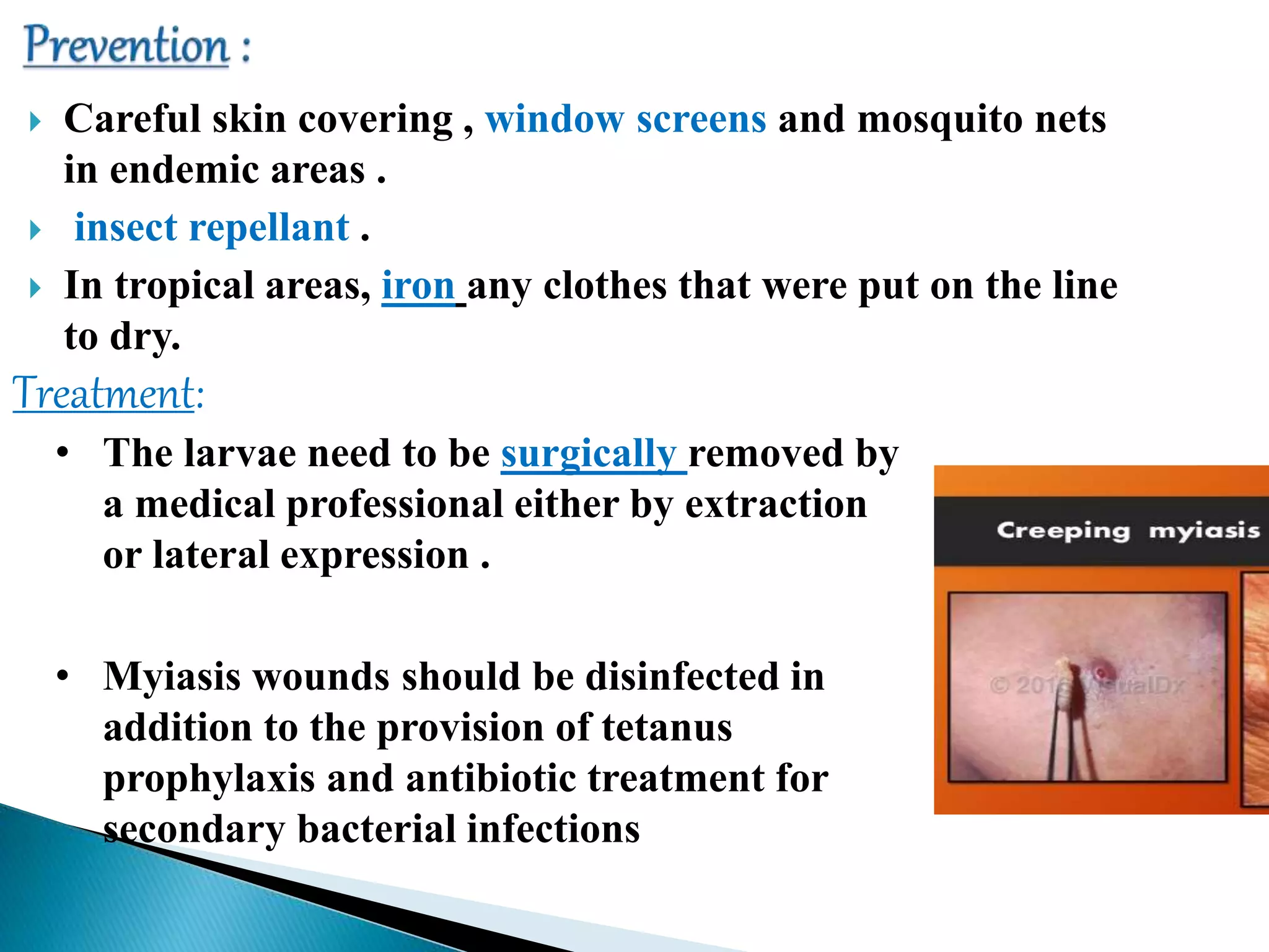  Careful skin covering , window screens and mosquito nets
in endemic areas .
 insect repellant .
 In tropical areas, iron any clothes that were put on the line
to dry.
Treatment:
• The larvae need to be surgically removed by
a medical professional either by extraction
or lateral expression .
• Myiasis wounds should be disinfected in
addition to the provision of tetanus
prophylaxis and antibiotic treatment for
secondary bacterial infections
 