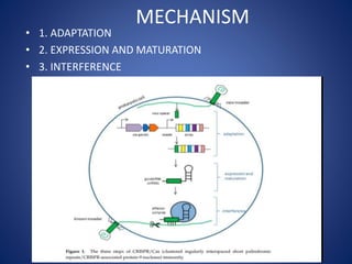 MECHANISM
• 1. ADAPTATION
• 2. EXPRESSION AND MATURATION
• 3. INTERFERENCE
 