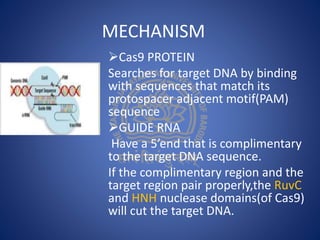 MECHANISM
Cas9 PROTEIN
Searches for target DNA by binding
with sequences that match its
protospacer adjacent motif(PAM)
sequence
GUIDE RNA
Have a 5’end that is complimentary
to the target DNA sequence.
If the complimentary region and the
target region pair properly,the RuvC
and HNH nuclease domains(of Cas9)
will cut the target DNA.
 