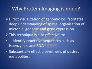 Why Protein Imaging is done?
Direct visualization of genomic loci facilitates
deep understanding of spatial organisation of
microbial genome and gene expression.
This technique is also effective to:-
• Identify repetitive sequences such as
Isoenzymes and RNA
• Substantially effect biosynthesis of desired
metabolites.
 