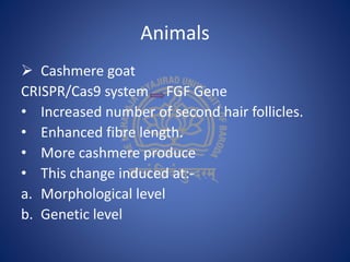 Animals
 Cashmere goat
CRISPR/Cas9 system FGF Gene
• Increased number of second hair follicles.
• Enhanced fibre length.
• More cashmere produce
• This change induced at:-
a. Morphological level
b. Genetic level
 