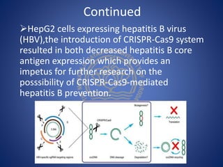 Continued
HepG2 cells expressing hepatitis B virus
(HBV),the introduction of CRISPR-Cas9 system
resulted in both decreased hepatitis B core
antigen expression which provides an
impetus for further research on the
posssibility of CRISPR-Cas9-mediated
hepatitis B prevention.
 