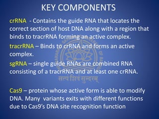 KEY COMPONENTS
crRNA - Contains the guide RNA that locates the
correct section of host DNA along with a region that
binds to tracrRNA forming an active complex.
tracrRNA – Binds to crRNA and forms an active
complex.
sgRNA – single guide RNAs are combined RNA
consisting of a tracrRNA and at least one crRNA.
Cas9 – protein whose active form is able to modify
DNA. Many variants exits with different functions
due to Cas9’s DNA site recognition function
 